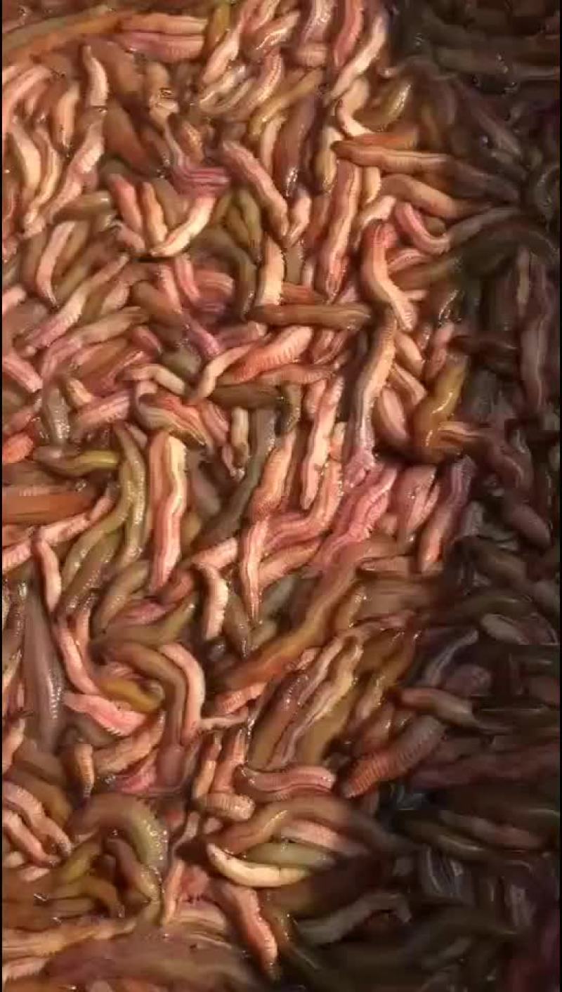 禾虫蛋白质高营养丰富