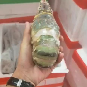 大花龙
