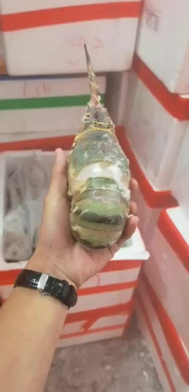 大花龙