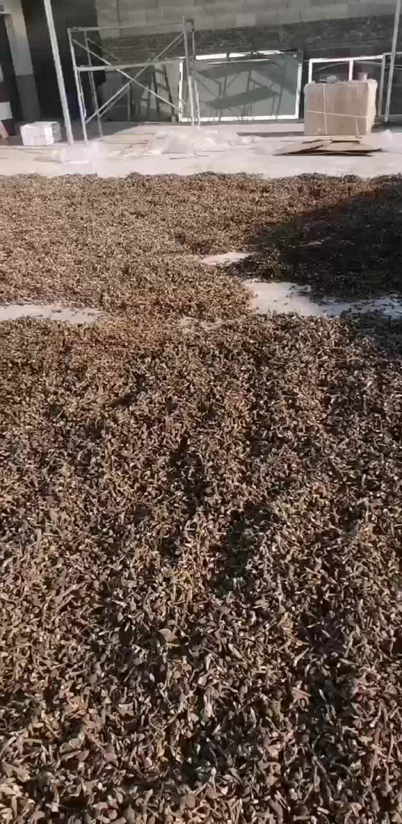 黑皮鸡枞干货