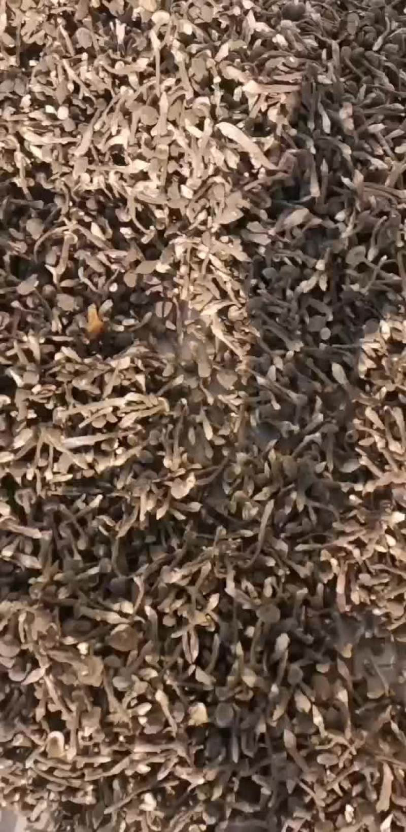 黑皮鸡枞干货