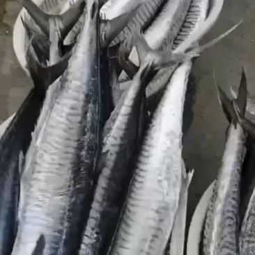 马鲛鱼