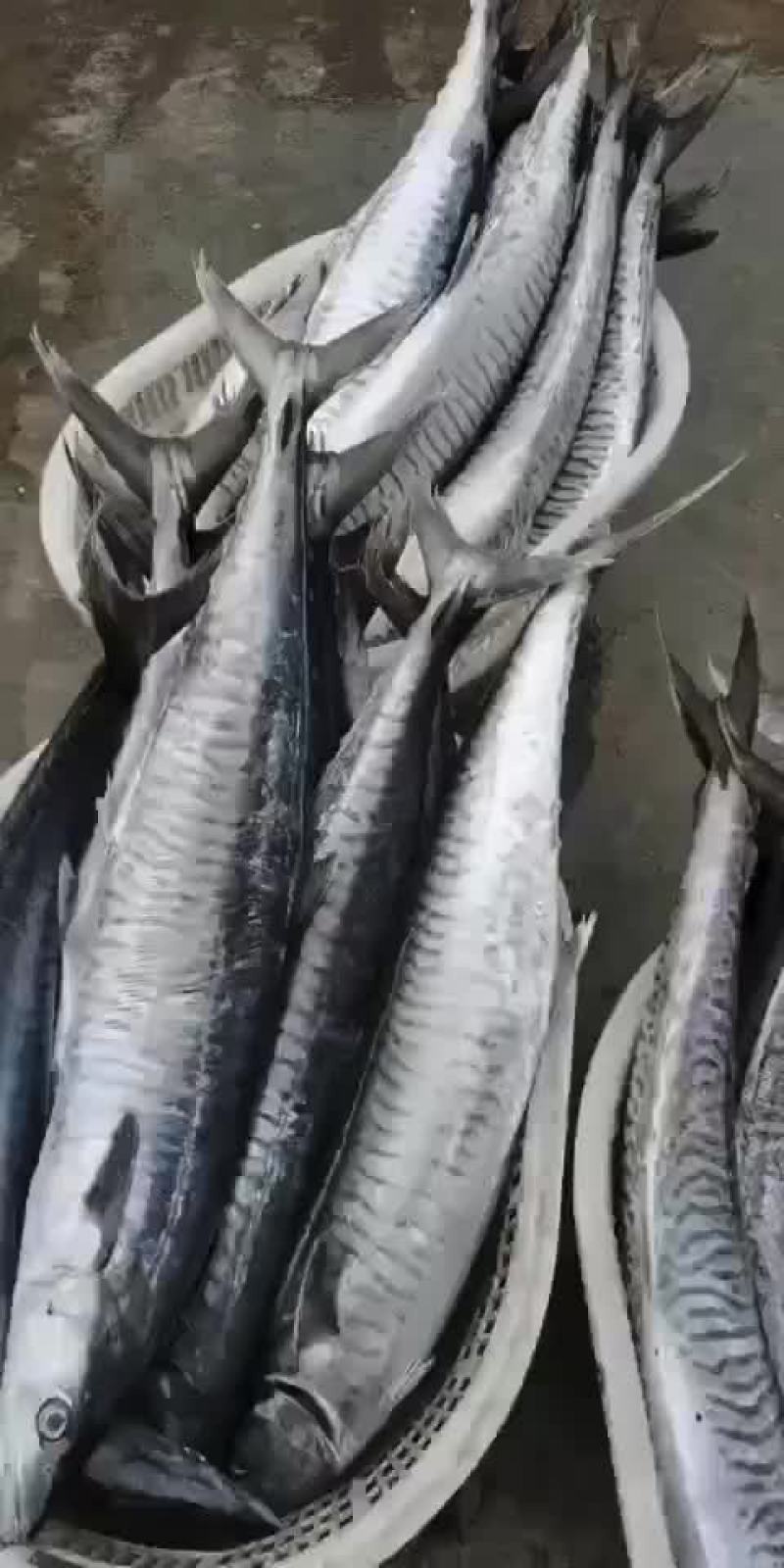 马鲛鱼