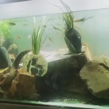 江西赣州中华刺鳅刀鳅