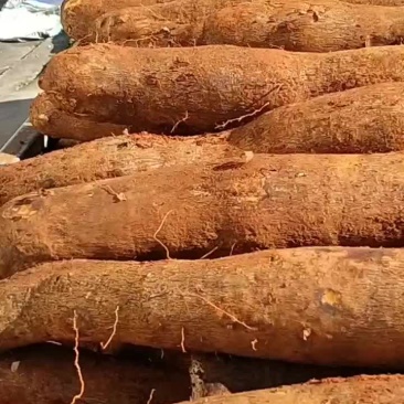 雅安山药