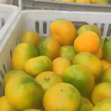 精品光果