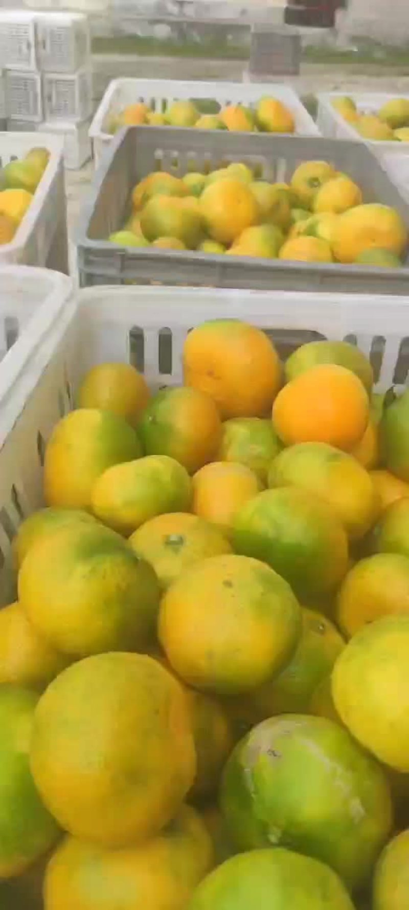 精品光果
