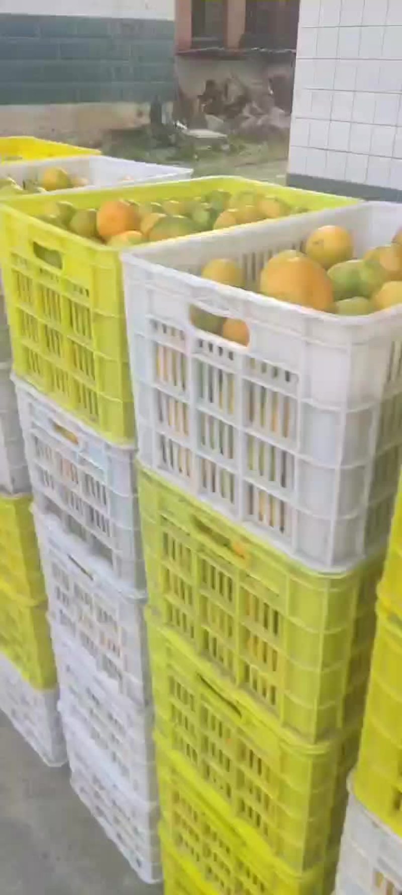 精品光果
