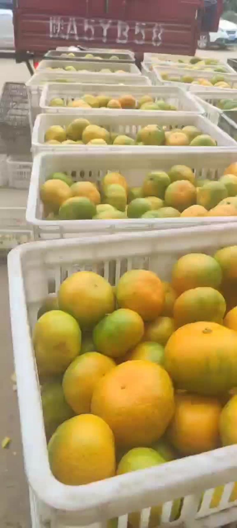 精品光果
