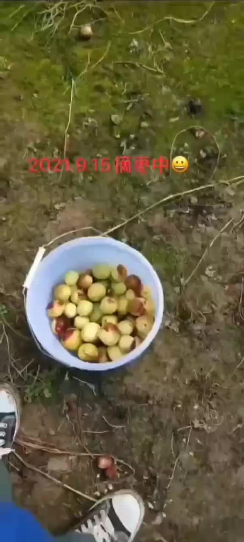 沾化冬枣