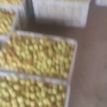沾化冬枣