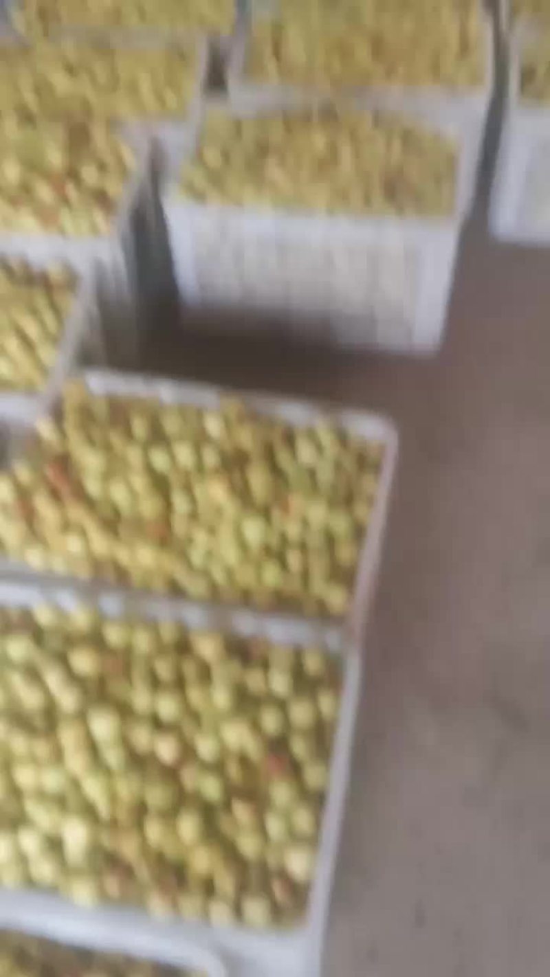 沾化冬枣