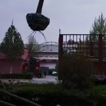 大叶女贞产地直供批发大叶女贞大规格大叶女贞