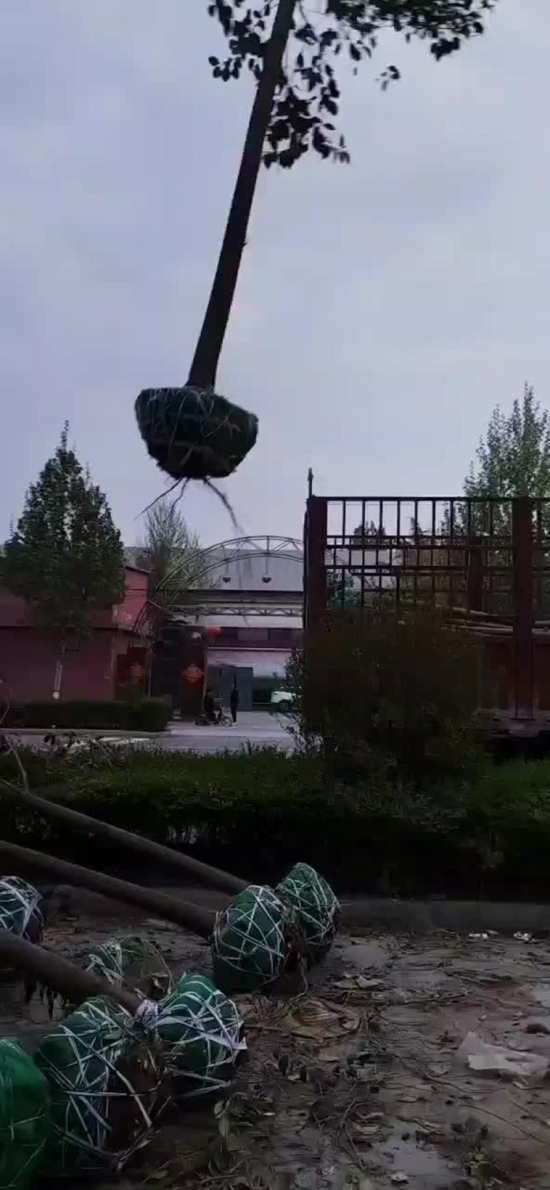 大叶女贞产地直供批发大叶女贞大规格大叶女贞