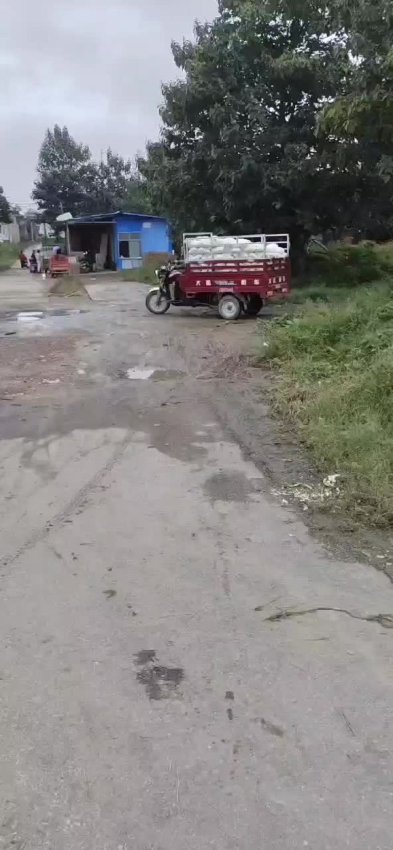 散花，甘蓝，大量有货