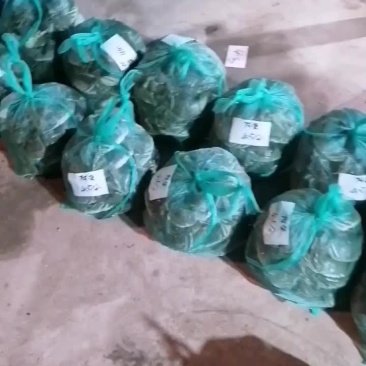 大扎蟹批发