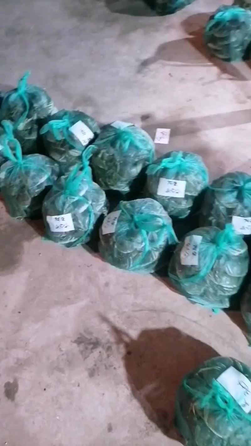大扎蟹批发