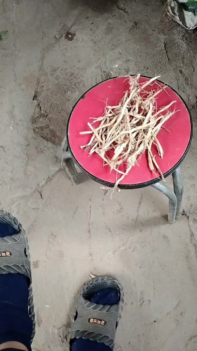 中药材白前