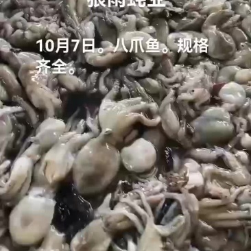 八爪鱼