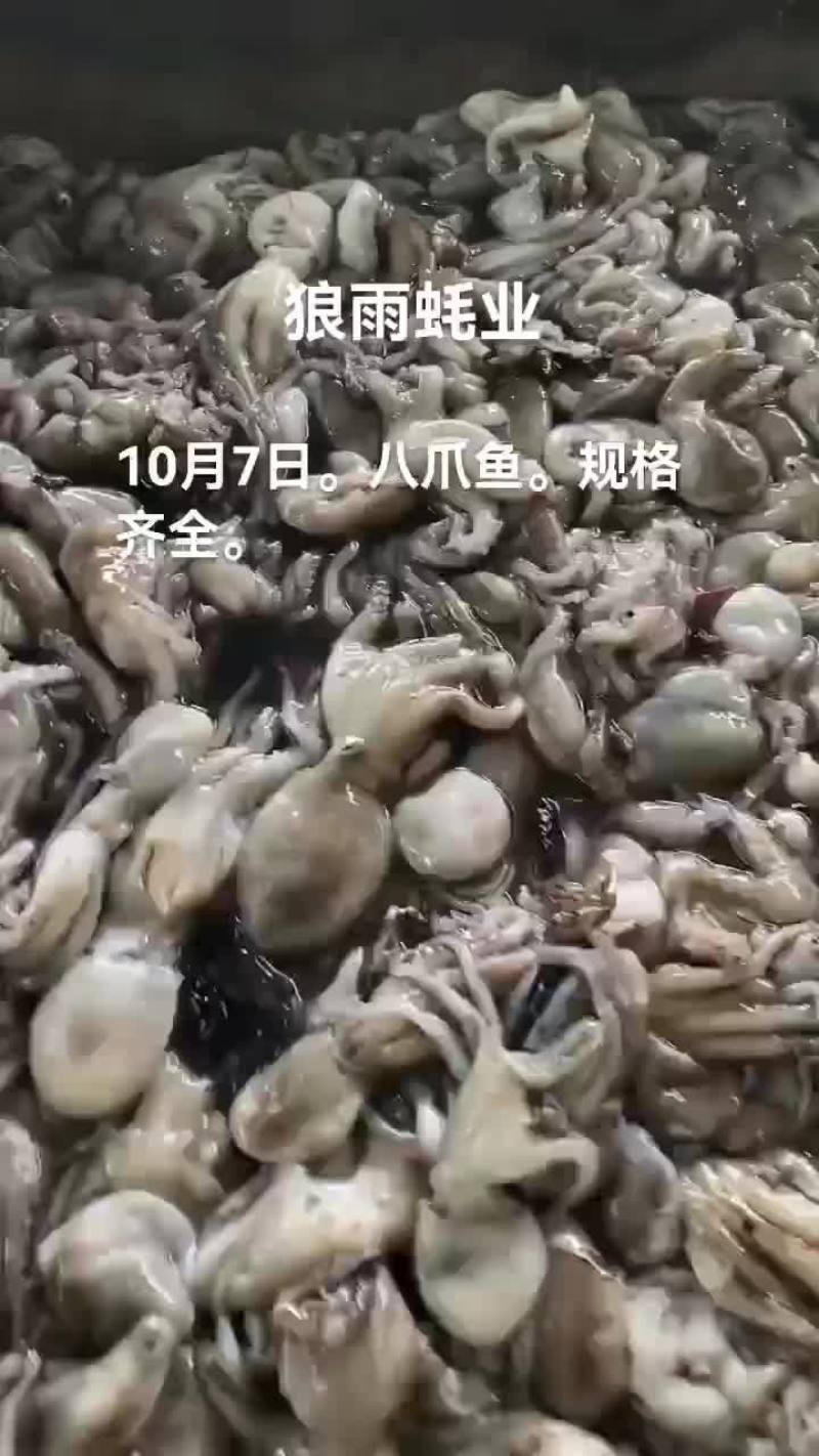 八爪鱼