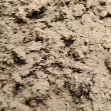 茅台镇酱香型酒糟