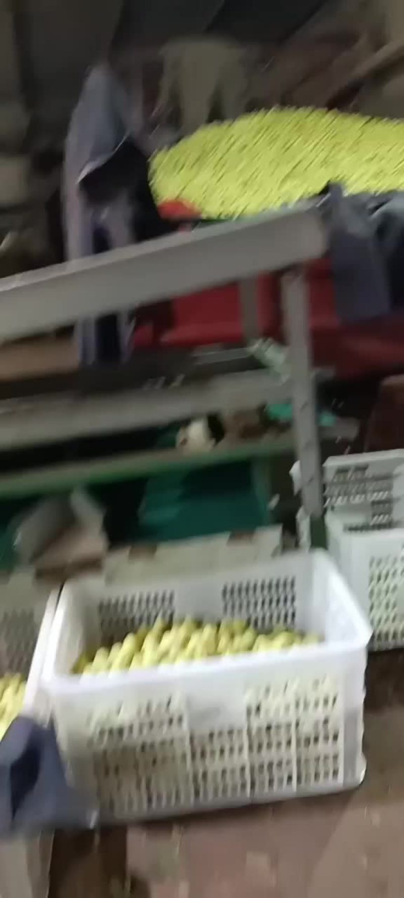 冬枣