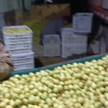 冬枣