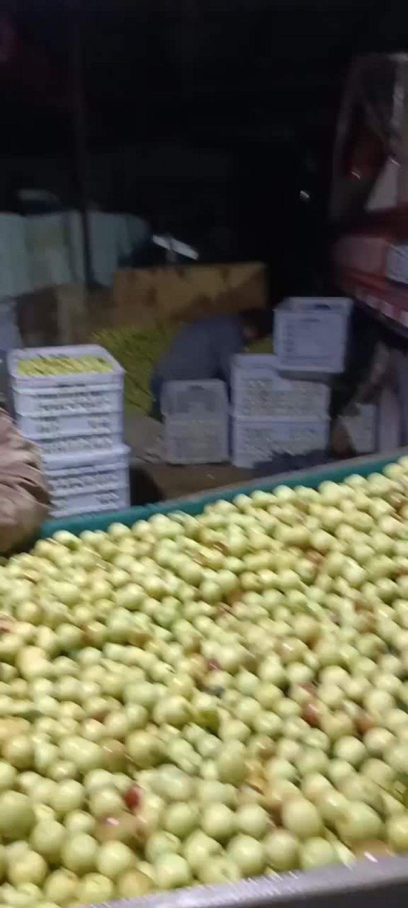 冬枣