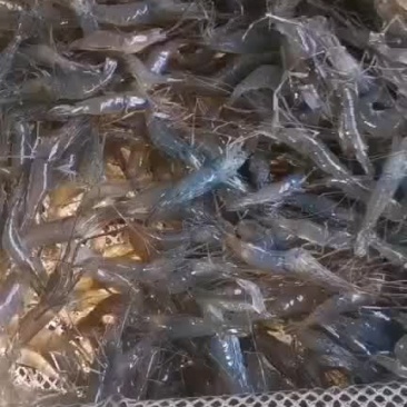 河虾