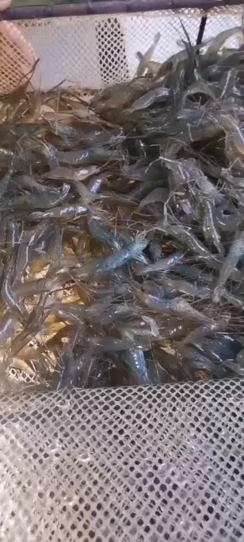 河虾