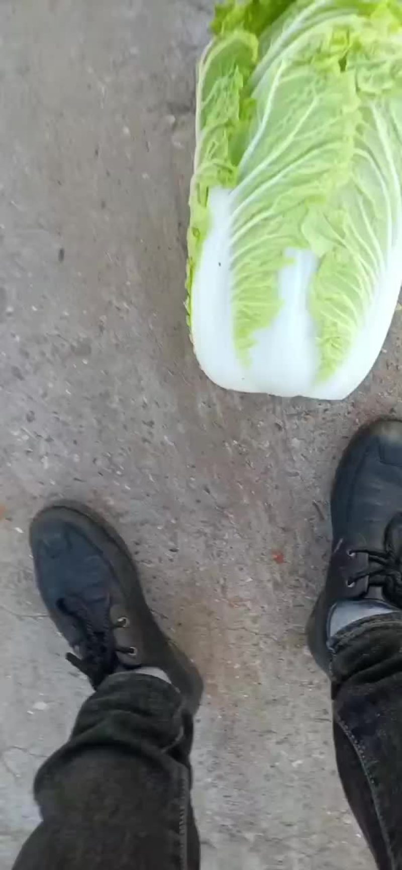 白菜