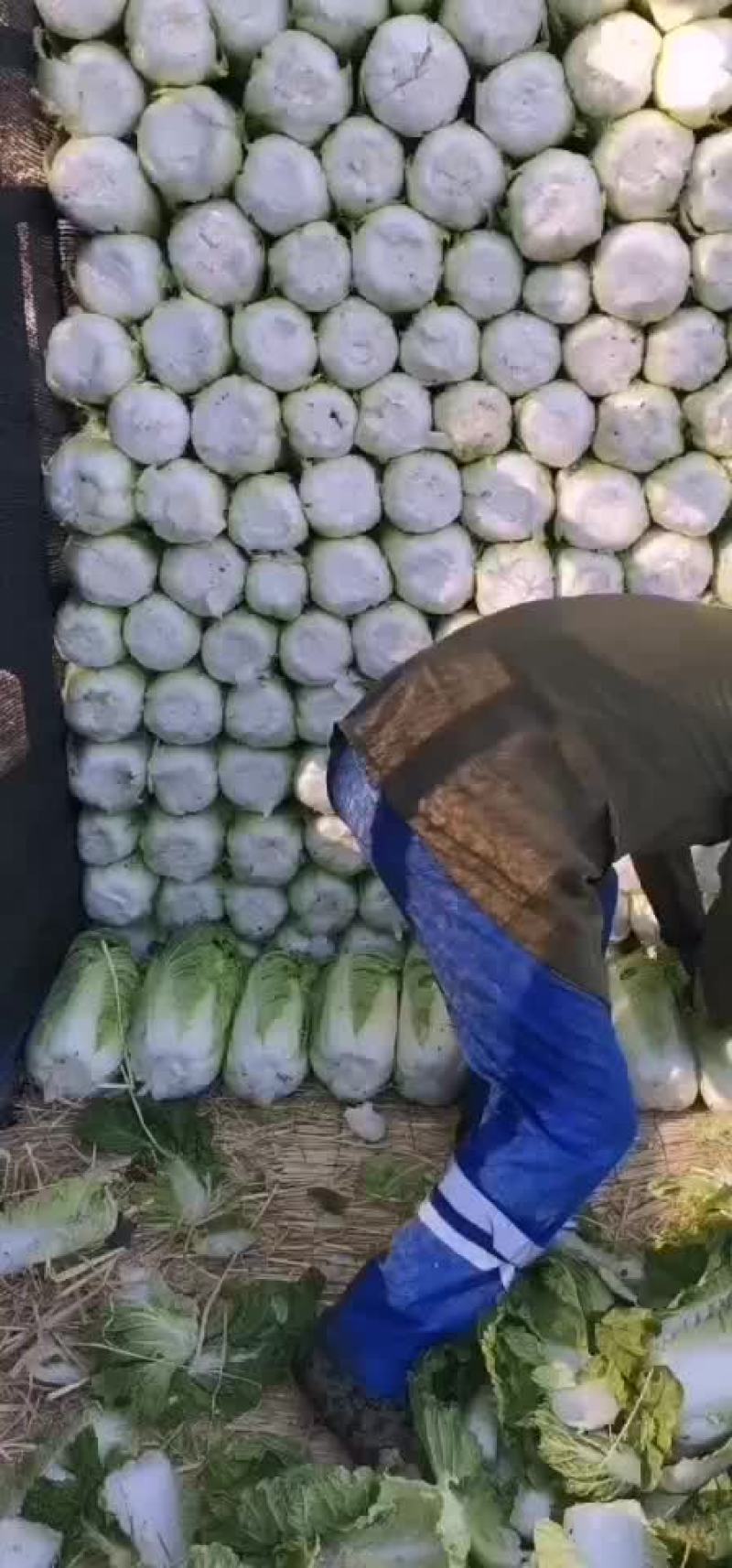 吉林白菜