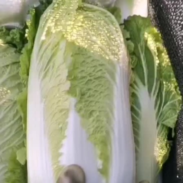 吉林白菜