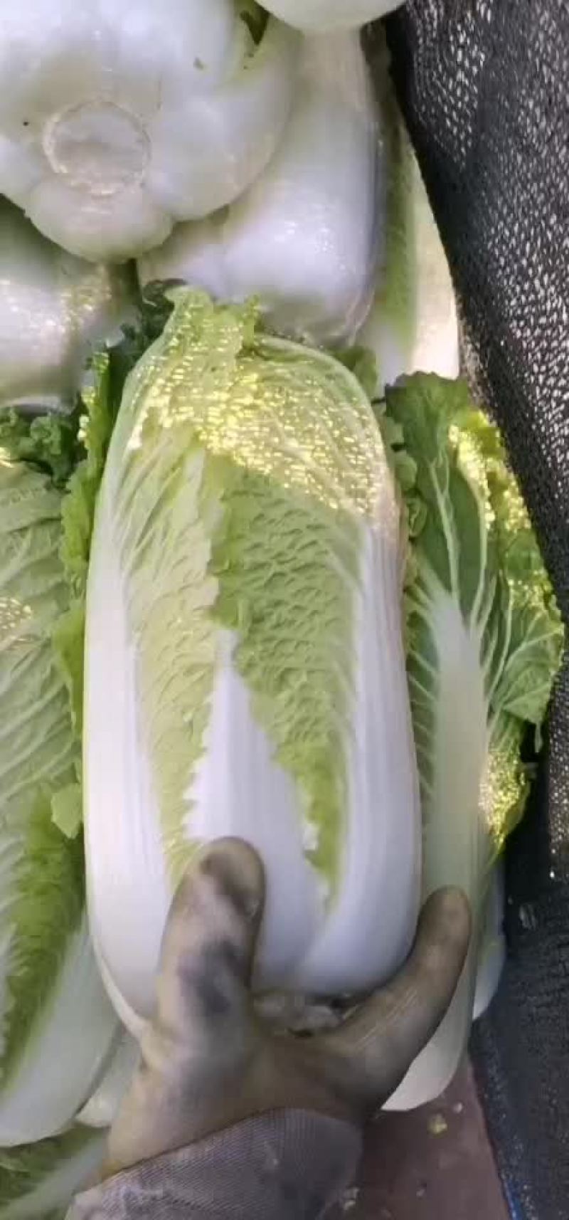 吉林白菜