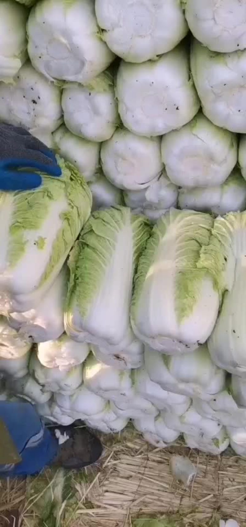 吉林白菜