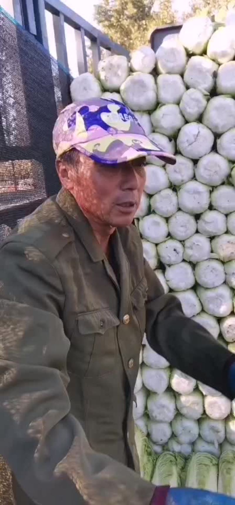 吉林白菜