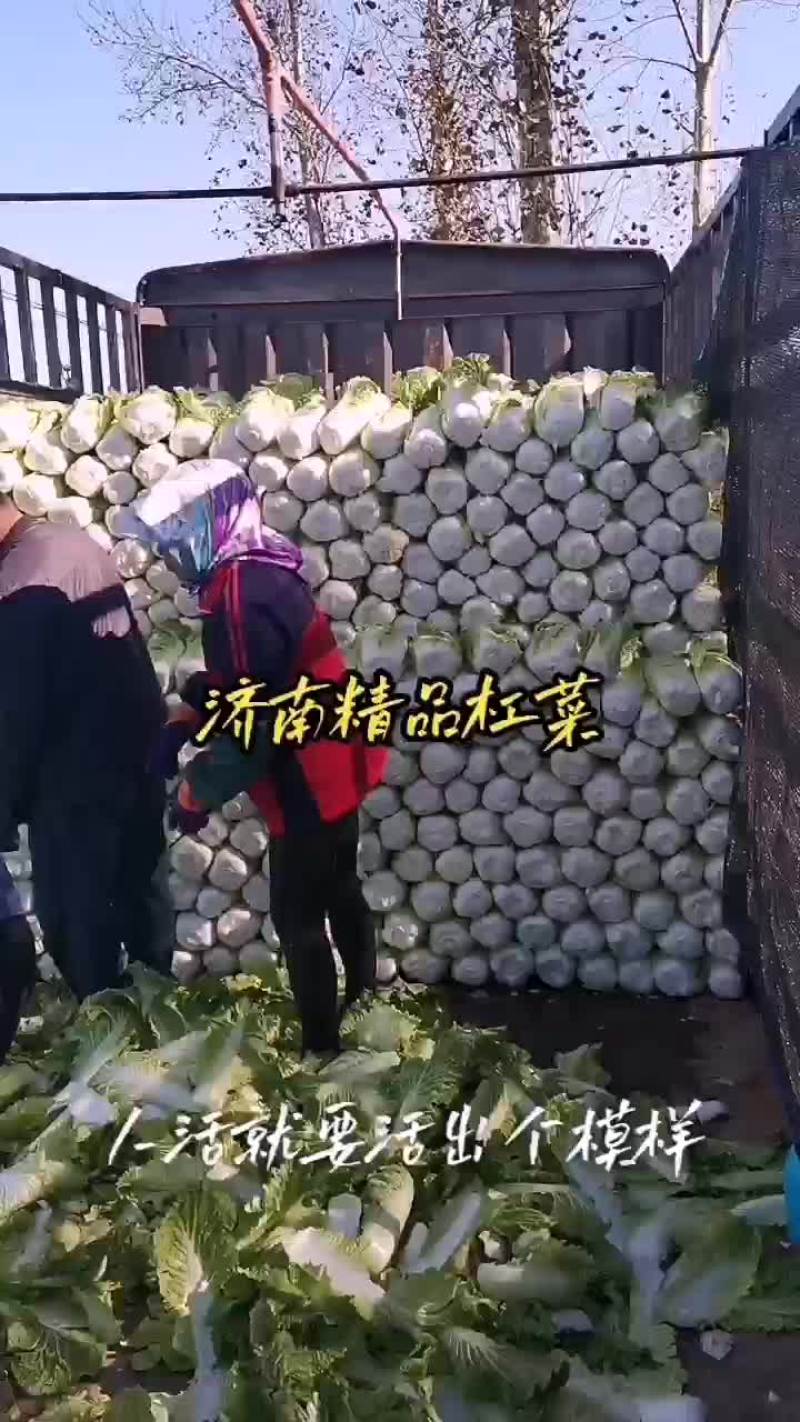 吉林白菜