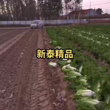 白菜