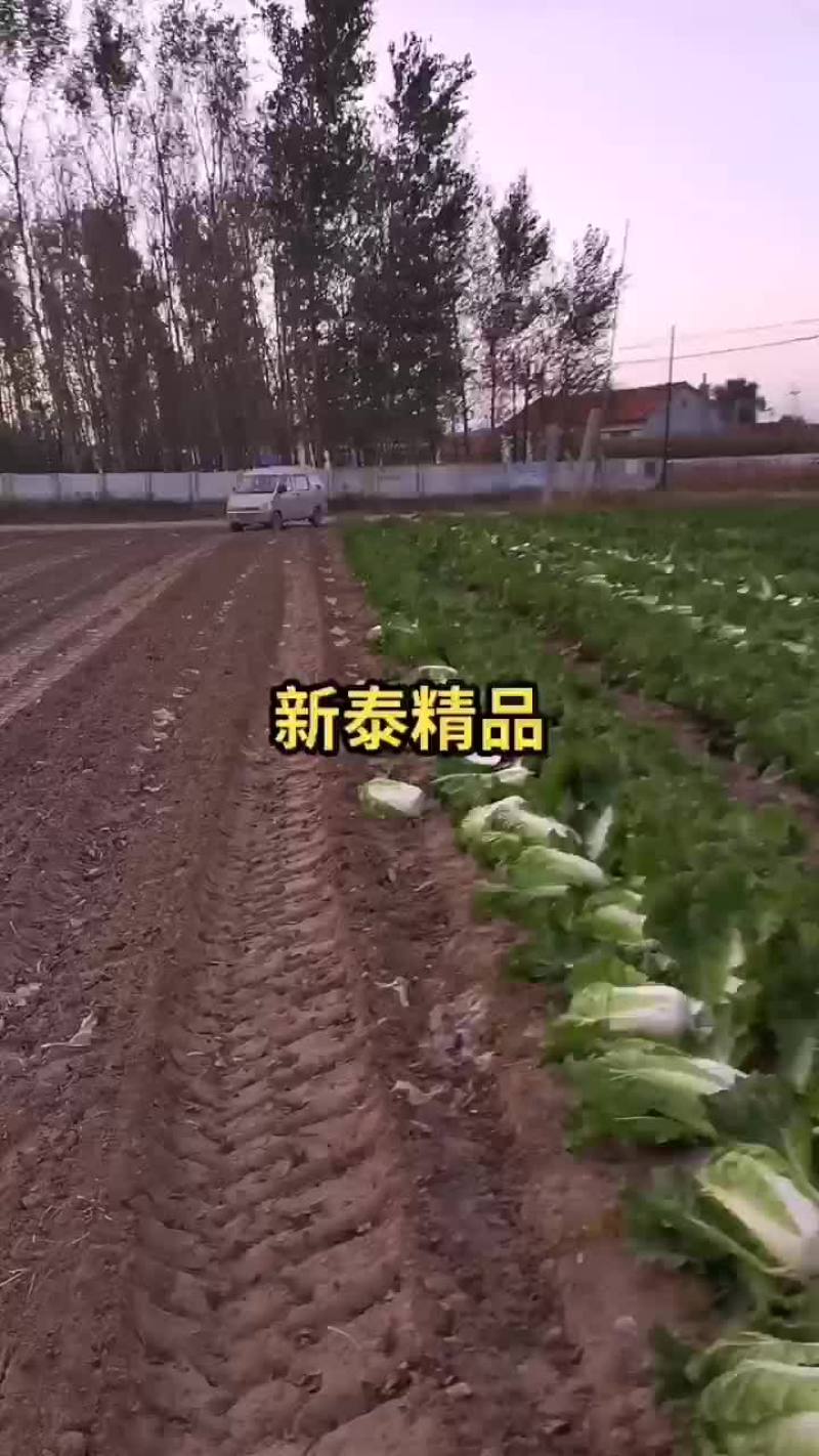 白菜