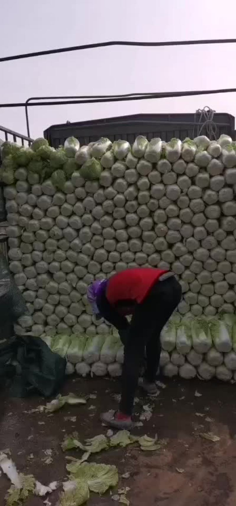 白菜