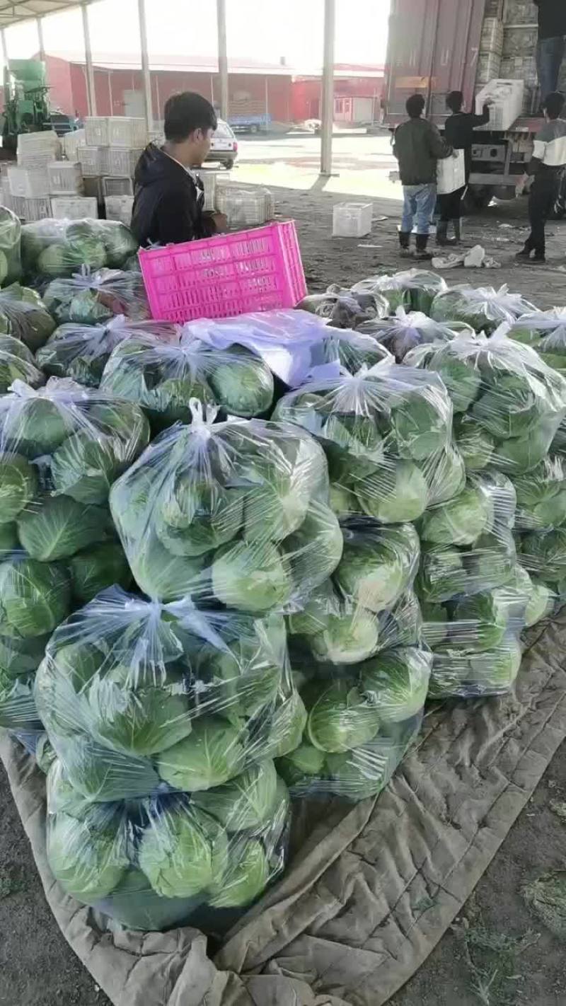 河北省昌黎精品甘蓝大量上市欢迎新老客户前来选购