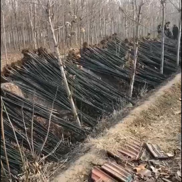 国槐苗