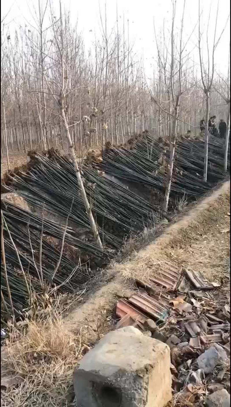 国槐苗