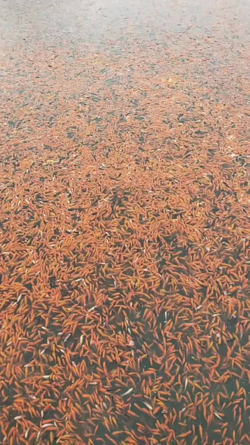 一万斤80至200头的红草金鱼，按斤称，价格面议