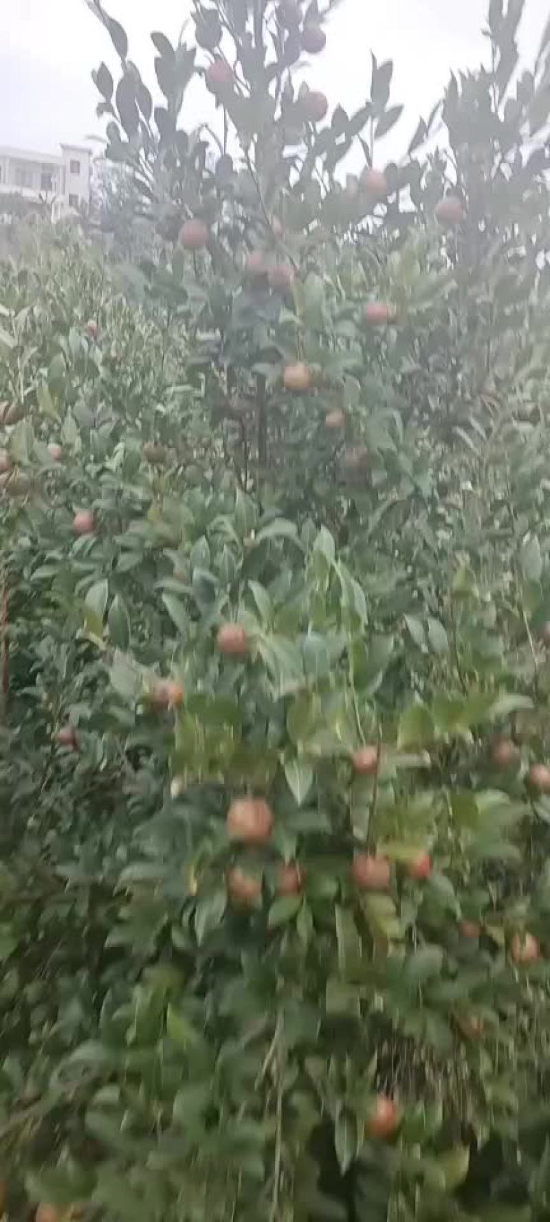 野生小果油茶果