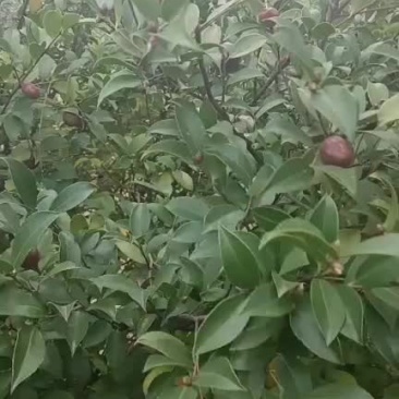 野生小果油茶果