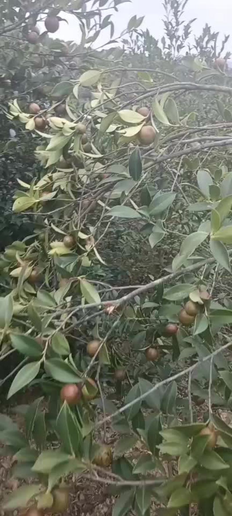 野生小果油茶果