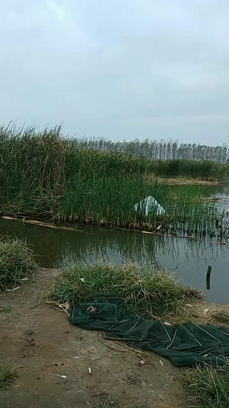 香蒲