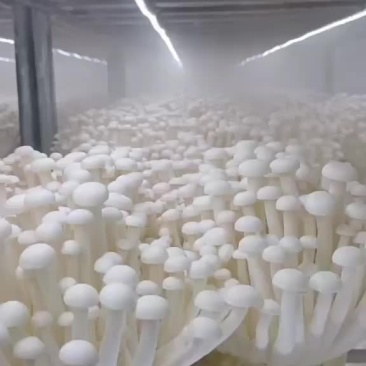 工厂化海鲜菇价钱合适。