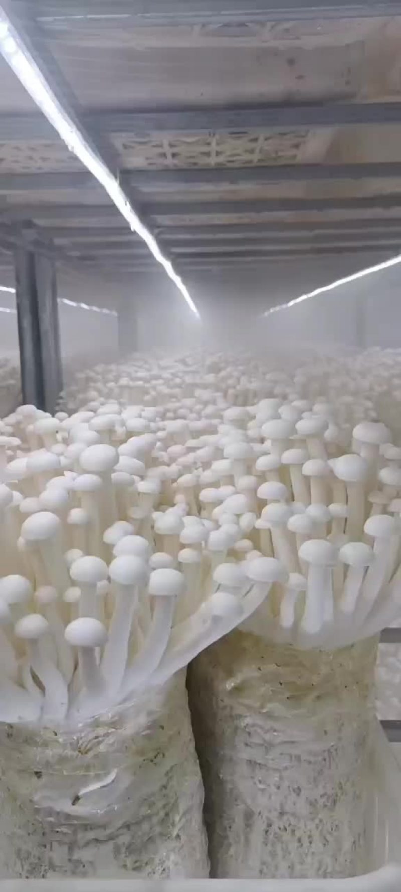 工厂化海鲜菇价钱合适。